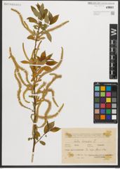 Foto von Salix triandra L.